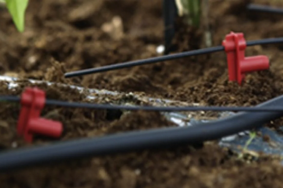 Tropfschlauch im Beet